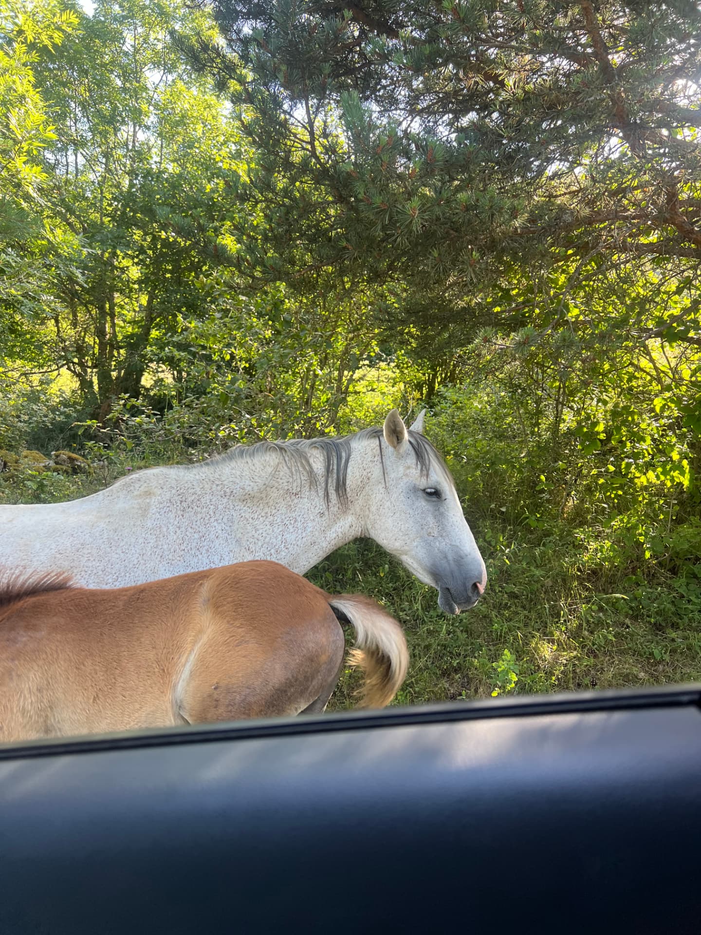 Caballos por los caminos del valle